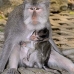 monkey_macaque_balinese_mf_ubud_v_0270_bal0271.jpg